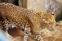 Đã phát hiện 2 con báo hoa mai tại Lâm Đồng