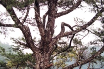 Trưởng công an xã thuê người cưa trộm cây quý?