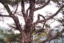 Trưởng công an xã thuê người cưa trộm cây quý?