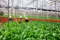 Trang trại hốt tiền tỷ khiến đại gia phát thèm