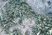 Sâu lạ uy hiếp nhà dân ở Lâm Đồng không gây hại