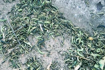 Sâu lạ uy hiếp nhà dân ở Lâm Đồng không gây hại