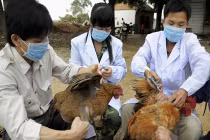 Trưởng ban thú y bị nhiễm cúm A H5N1