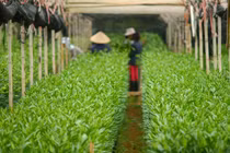 Quy trình trồng hoa ly cực độc ở Đà Lạt