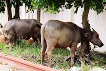 Trộm trâu nhà ông ngoại đổi xe máy chạy chơi