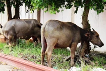 Trộm trâu nhà ông ngoại đổi xe máy chạy chơi