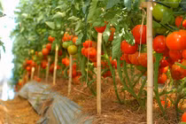 Cận cảnh vườn cà chua trái “khủng” ở Đà Lạt