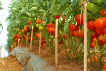Cận cảnh vườn cà chua trái “khủng” ở Đà Lạt