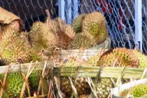 Ồ ạt mua sầu riêng non, thương lái TQ "ủ mưu" gì?