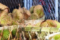 Ồ ạt mua sầu riêng non, thương lái TQ "ủ mưu" gì?