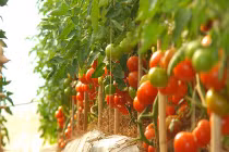 Xuất hiện cà chua “khủng” có một không hai 