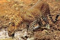 Báo hoa mai vào đô thị, 55.000 dân hoang mang