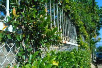 Bờ rào đẹp như tranh của nhà Đà Lạt