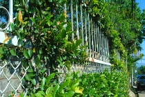 Bờ rào đẹp như tranh của nhà Đà Lạt