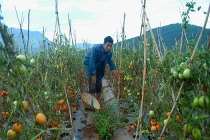 Hàng chục nghìn tấn cà chua bỏ thối ngoài đồng Đơn Dương