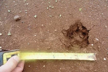 “Thú lạ” uy hiếp dân ở Lâm Đồng là báo hoa mai