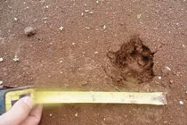 “Thú lạ” uy hiếp dân ở Lâm Đồng là báo hoa mai