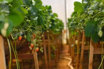 Tận mắt trồng dâu tây đỉnh cao chỉ có ở Đà Lạt