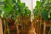 Tận mắt trồng dâu tây đỉnh cao chỉ có ở Đà Lạt