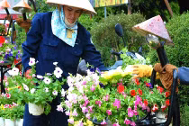 Ngất ngây "thưởng" trăm hoa khoe sắc chào Festival Đà Lạt