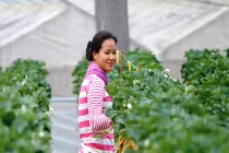 Nông dân xa xỉ thuê chuyên gia Châu Âu làm vườn