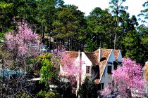 Đà Lạt đẹp hơn phim nhờ mai anh đào