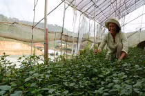 Chán BĐS, đại gia trồng rau thơm Tây kiếm bạc tỷ 