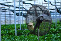 Rau sạch chuẩn quốc tế của nông dân Đà Lạt