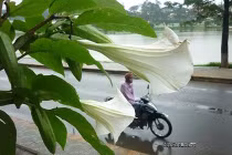 Ăn hoa “cây thôi miên”, 4 người ảo giác nặng