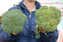 Rau quả Trung Quốc và Đà Lạt phân biệt thế nào?