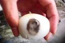 Giật mình trứng gà luộc có hình mỹ nhân ở Đà Lạt