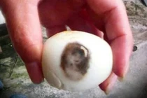 Giật mình trứng gà luộc có hình mỹ nhân ở Đà Lạt