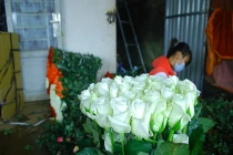 Cận 20/10, giá hoa hồng Đà Lạt giảm bất thường