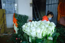 Cận 20/10, giá hoa hồng Đà Lạt giảm bất thường