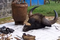 Cưỡi voi săn bò tót