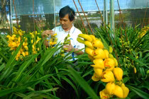 Địa lan chục triệu nở sớm, nhà vườn Đà Lạt mất Tết