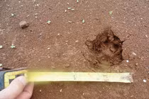 Cận cảnh vết chân “thú lạ” khiến dân khiếp đảm