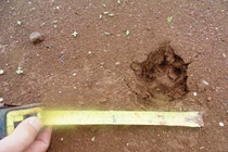 Cận cảnh vết chân “thú lạ” khiến dân khiếp đảm