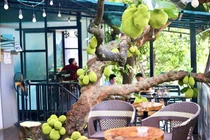 View - Giá mít Thái giảm mạnh, chỉ còn 4.000 đồng/kg | Báo Tri thức và Cuộc sống - TIN TỨC PHỔ BIẾN KIẾN THỨC 24H