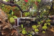 View - Giá mít Thái giảm mạnh, chỉ còn 4.000 đồng/kg | Báo Tri thức và Cuộc sống - TIN TỨC PHỔ BIẾN KIẾN THỨC 24H