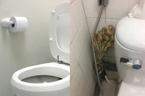 Đây là lý do nhà nào cũng nên để bó sả trong nhà vệ sinh