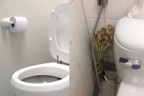 Đây là lý do nhà nào cũng nên để bó sả trong nhà vệ sinh