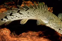 “Khủng long hoàng đế” hút dân chơi Việt