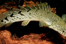 “Khủng long hoàng đế” hút dân chơi Việt