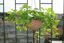 Sự thật tin đồn vạn niên thanh giết người trong một phút