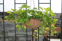 Sự thật tin đồn vạn niên thanh giết người trong một phút