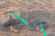 Cảnh hàng triệu con giun đất chui lên tấn công trường học