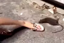 Trêu đùa chuột ốm yếu, thiếu nữ nhận hậu quả khủng khiếp