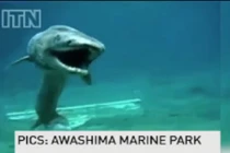 Sốc nặng bắt được cá mập thời tiền sử cực hiếm