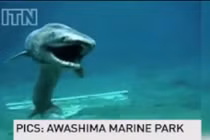 Sốc nặng bắt được cá mập thời tiền sử cực hiếm